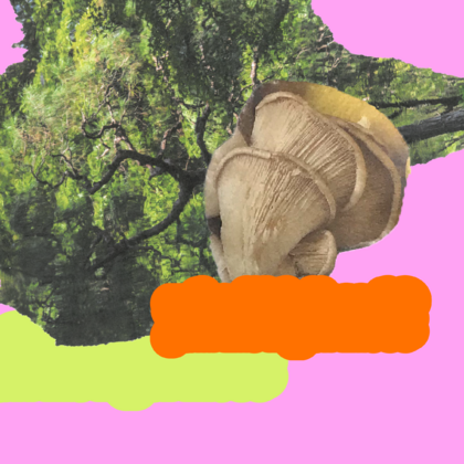 Call Into the Forest and Hear It Call Back